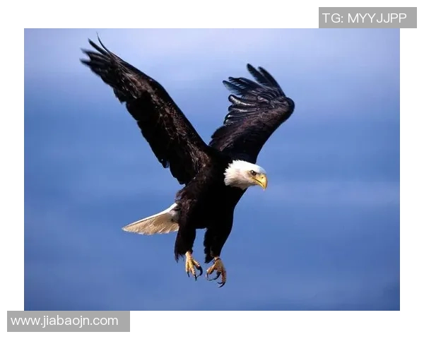 《飞翔于天空之巅的老鹰:自然界中的猎手与王者》 《飞翔于天空之巅的老鹰:自然界中的猎手与王者》