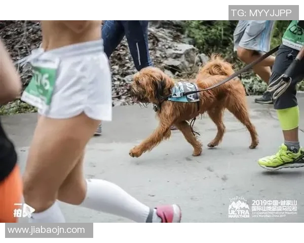 武汉城市马拉松评析极限运动队的技术表现与战术策略探讨