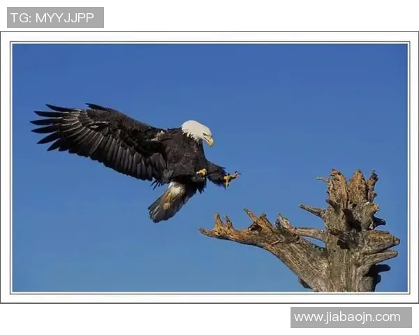 基于老鹰进攻体系的战术创新与实战应用研究