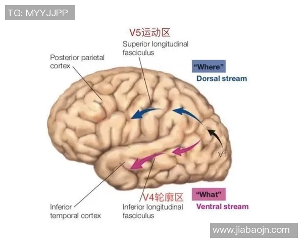 运动天才的崛起与挑战揭秘从天赋到努力的全程解析